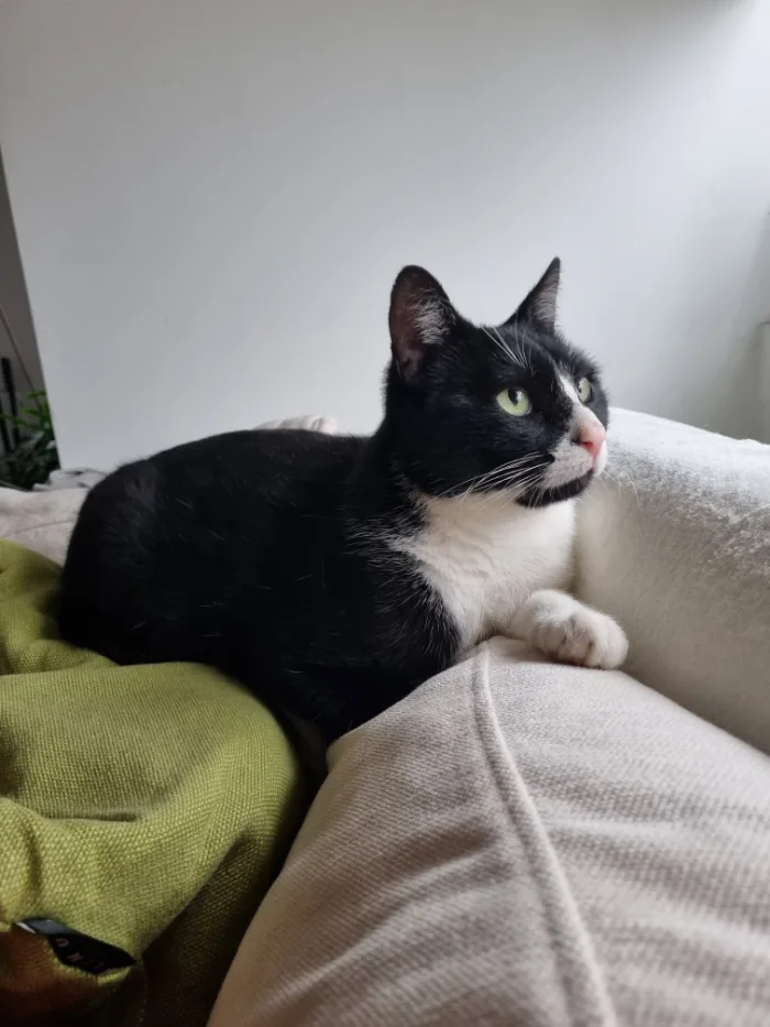 Schwarz-weiße Katze Charlie auf einem hellen Sofa