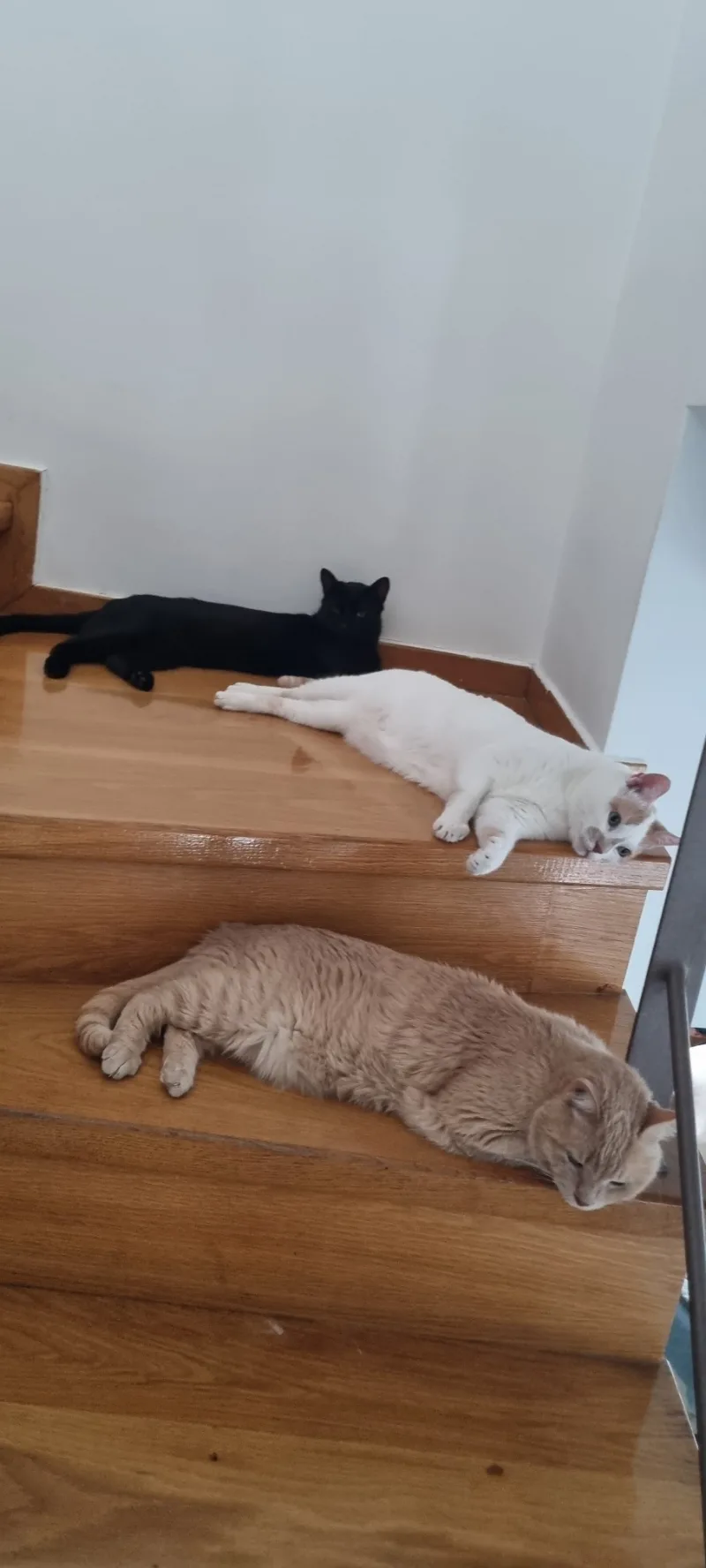 George, Maja und Puffy liegen gemeinsam auf einer Holztreppe