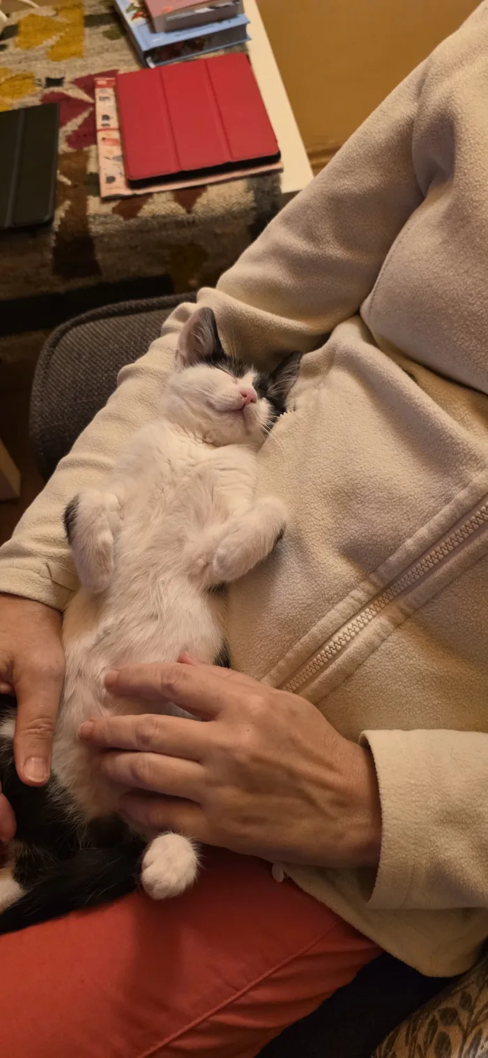 Das Kitten Kitza schläft auf dem Schoß