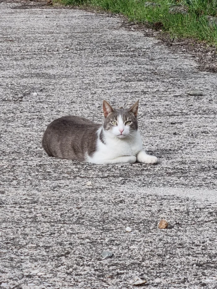 Grau-weiße Katze Kitzo liegt entspannt auf einem Weg