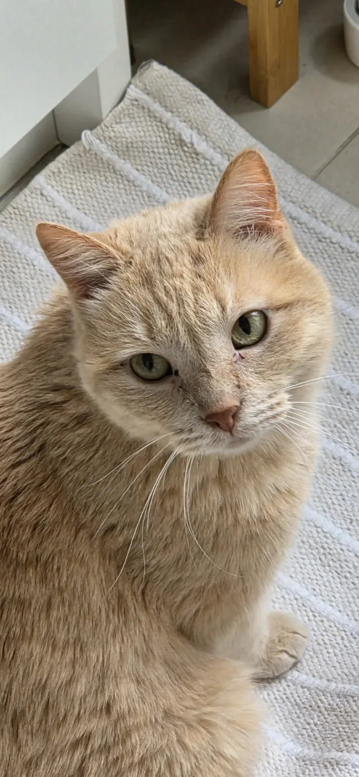 Nahaufnahme der cremefarbenen Katze Maja