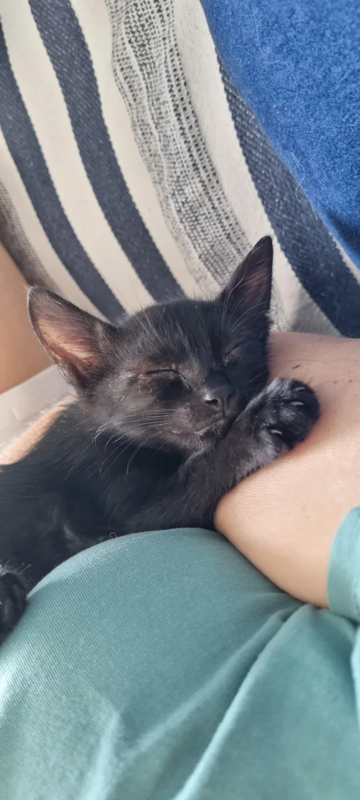 Der schwarze Kater Puffy als Baby, schlafend auf dem Arm