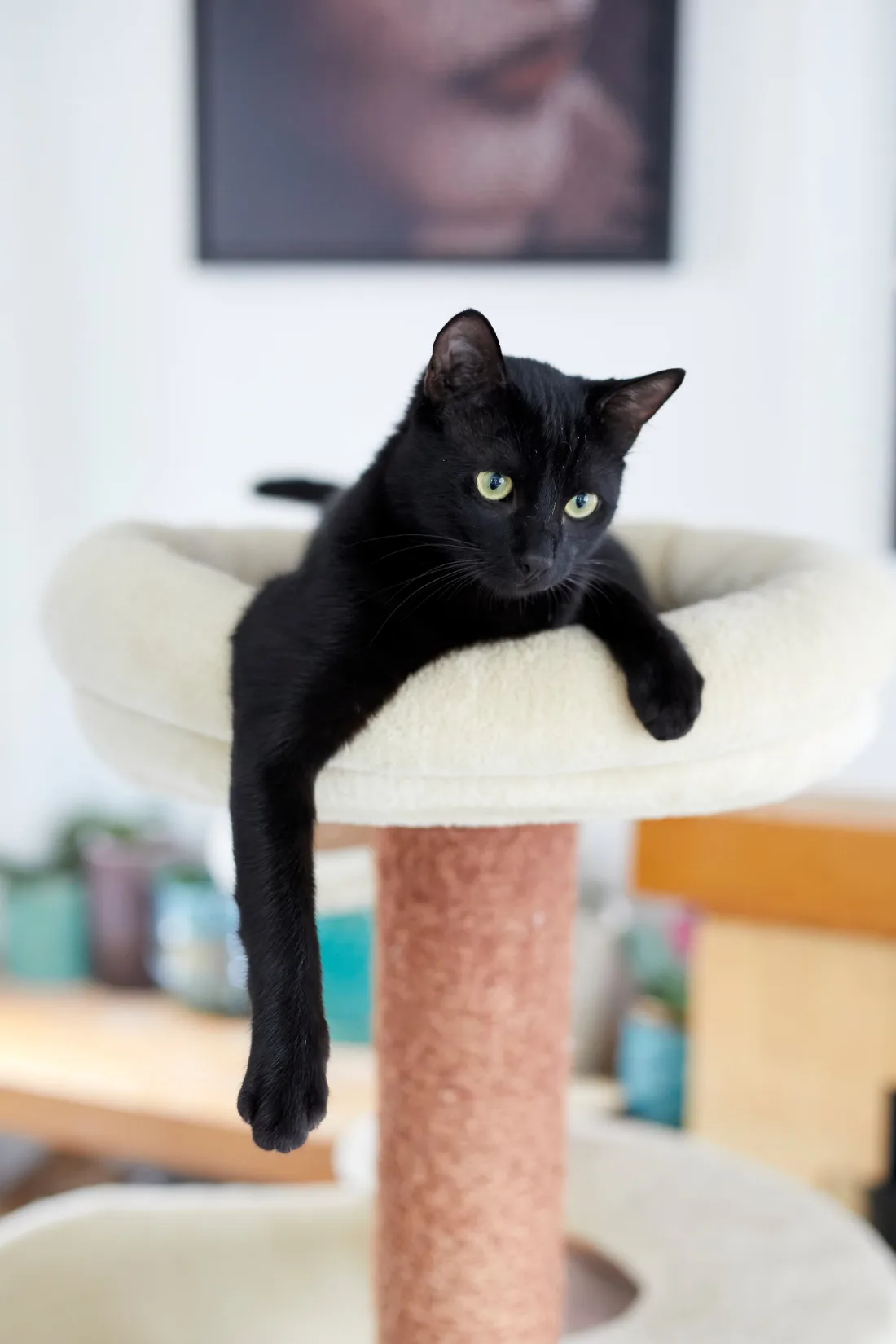 Der schwarze Kater Puffy liegt entspannt in der Mulde eines Katzenbaums